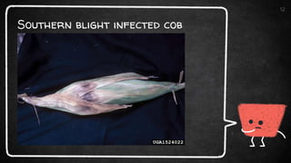 Southern blight infected cob
12
 