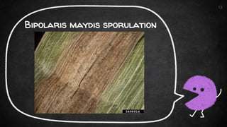 Bipolaris maydis sporulation
13
 