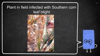 14
Plant in field infected with Southern corn
leaf blight
 