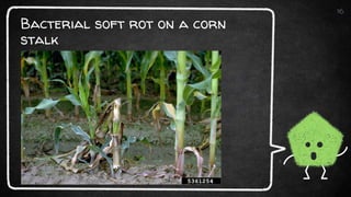 Bacterial soft rot on a corn
stalk
16
 