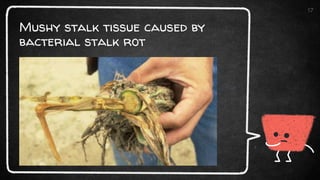 Mushy stalk tissue caused by
bacterial stalk rot
17
 