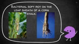 Bacterial soft rot on the
leaf sheath of a corn
stalk.
18
 