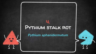 4.
Pythium stalk rot
Pythium aphanidermatum
 