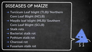 DISEASES OF MAIZE
➜ Turcicum Leaf blight (TLB)/ Northern
Corn Leaf Blight (NCLB)
➜ Maydis leaf blight (MLB)/ Southern
Corn Leaf Blight (SCLB)
➜ Stalk rots
➜ Bacterial stalk rot
➜ Pythium stalk rot
➜ Charcoal rot
➜ Fusarium stalk rot
2
 
