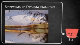 Symptoms of Pythium stalk rot
20
 