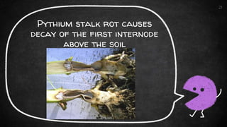 Pythium stalk rot causes
decay of the first internode
above the soil
21
 
