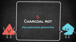 5.
Charcoal rot
Macrophomina phaseolina
 