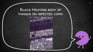 Black fruiting body of
fungus on infected corn
stalk
25
 