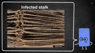 26
Infected stalk
 