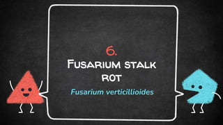 6.
Fusarium stalk
rot
Fusarium verticillioides
 