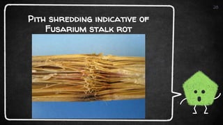 Pith shredding indicative of
Fusarium stalk rot
28
 