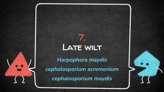 7.
Late wilt
Harpophora maydis
cephalosporium acremonium
cephalosporium maydis
 