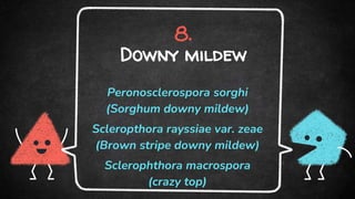 8.
Downy mildew
Peronosclerospora sorghi
(Sorghum downy mildew)
Scleropthora rayssiae var. zeae
(Brown stripe downy mildew)
Sclerophthora macrospora
(crazy top)
 