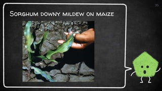 Sorghum downy mildew on maize
35
 