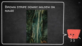 Brown stripe downy mildew on
maize
36
 