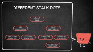 DIFFERENT STALK ROTS
4
STALK
ROT
POST
FLOWERING
PRE
FLOWERING
BACTERIAL
STALK ROT
PYTHIUM
STALK ROT
CHARCOAL
ROT
FUSARIUM
STALK ROT
CEPHALOSPO
RIUM WILT
 