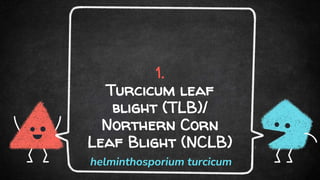 1.
Turcicum leaf
blight (TLB)/
Northern Corn
Leaf Blight (NCLB)
helminthosporium turcicum
 