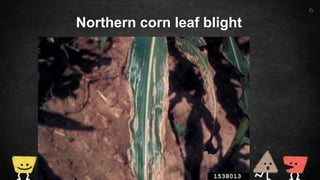 6
Northern corn leaf blight
 