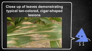 7
Close up of leaves demonstrating
typical tan-colored, cigar-shaped
lesions
 