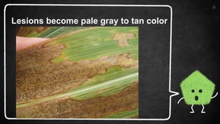 8
Lesions become pale gray to tan color
 