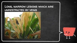 Long, narrow lesions which are
unrestricted by veins
9
 