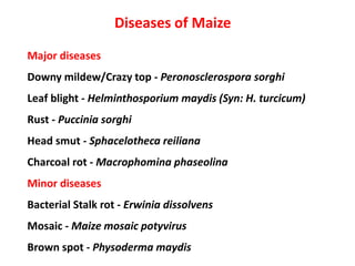 Diseases of Maize
Major diseases
Downy mildew/Crazy top - Peronosclerospora sorghi
Leaf blight - Helminthosporium maydis (Syn: H. turcicum)
Rust - Puccinia sorghi
Head smut - Sphacelotheca reiliana
Charcoal rot - Macrophomina phaseolina
Minor diseases
Bacterial Stalk rot - Erwinia dissolvens
Mosaic - Maize mosaic potyvirus
Brown spot - Physoderma maydis
 