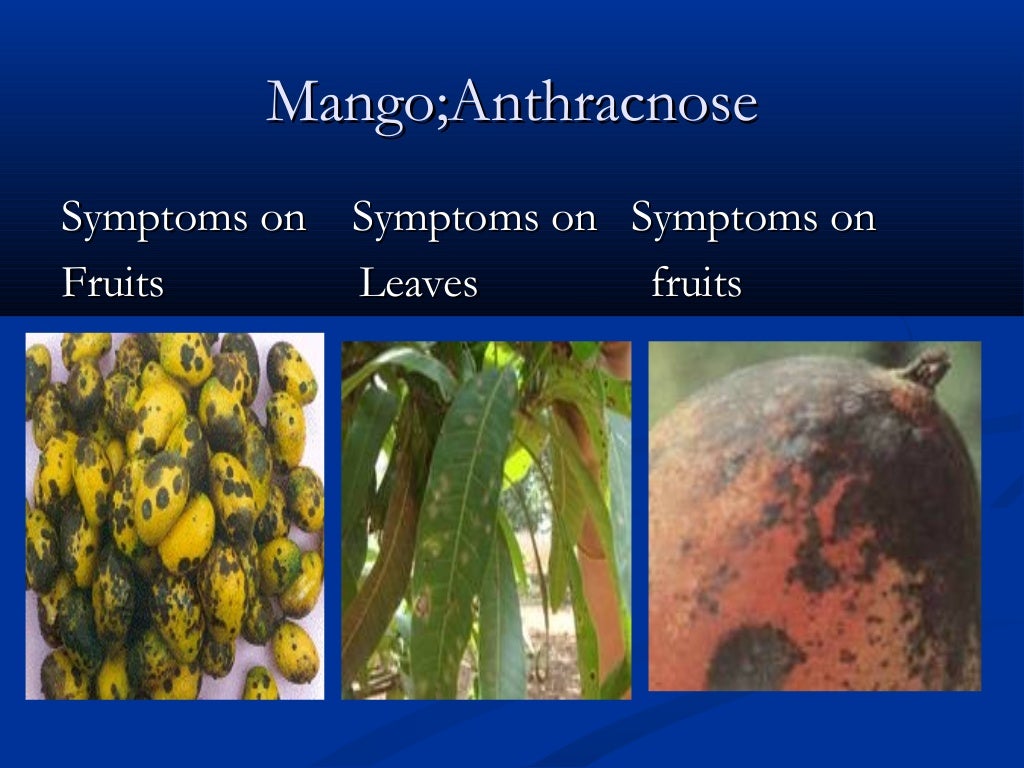 Diseases of mango