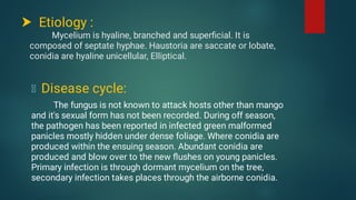 Diseases of Mango | PDF