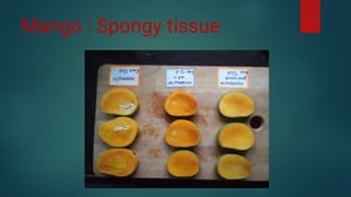 Diseases of Mango | PDF