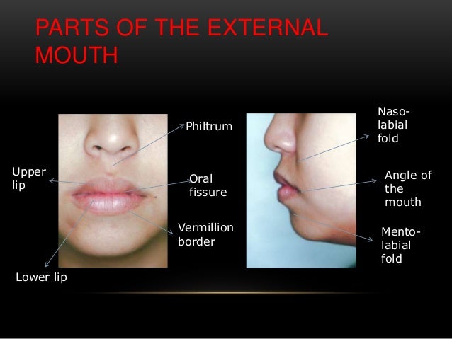 lip diseases
