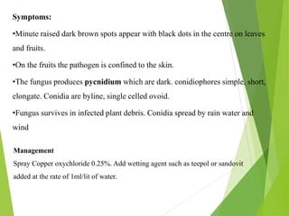 Diseases of mulberry and banana.pptx [Repaired].pptx