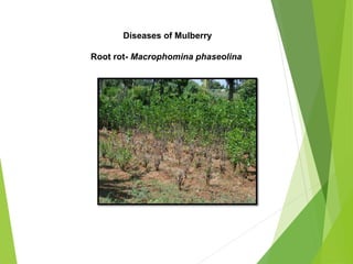 Diseases of Mulberry
Root rot- Macrophomina phaseolina
 