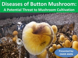 Diseases of Button Mushroom:
A Potential Threat to Mushroom Cultivation
Presented by:
ZAKIR AMIN
 