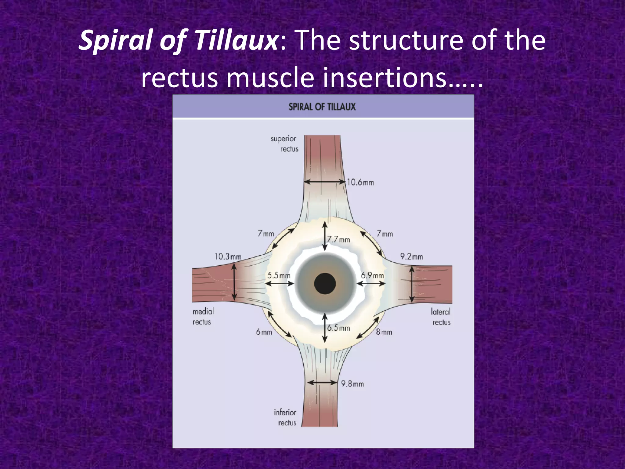 Spiral of Tillaux: The structure of the
rectus muscle insertions…..

 