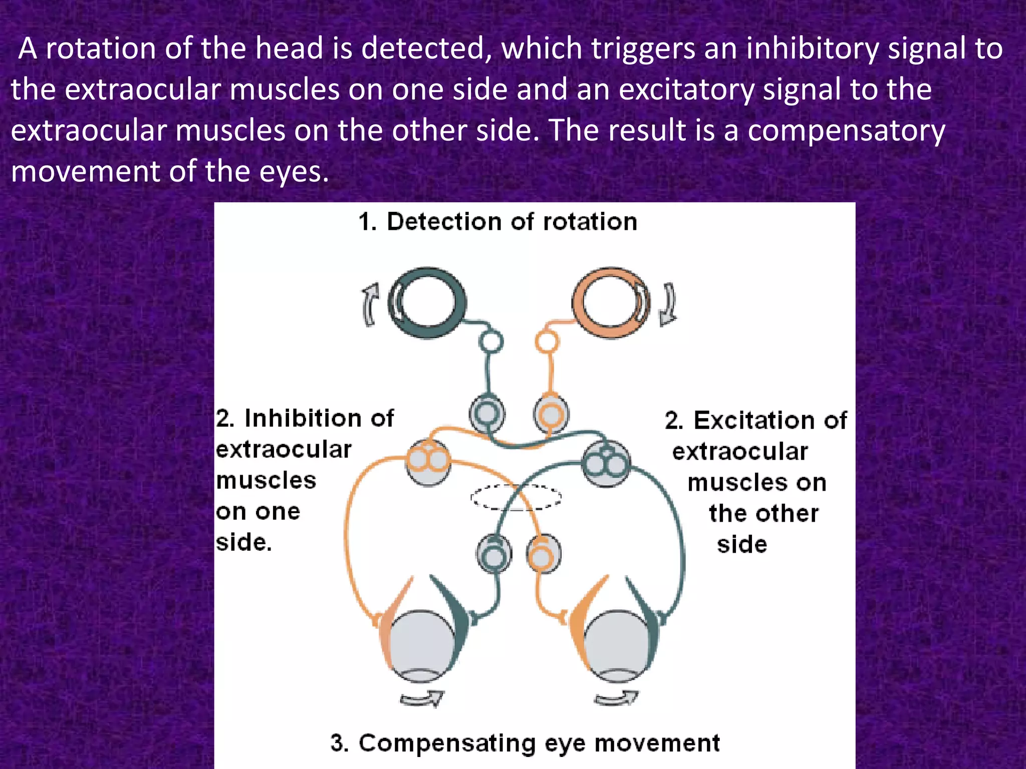 A rotation of the head is detected, which triggers an inhibitory signal to
the extraocular muscles on one side and an excitatory signal to the
extraocular muscles on the other side. The result is a compensatory
movement of the eyes.

 