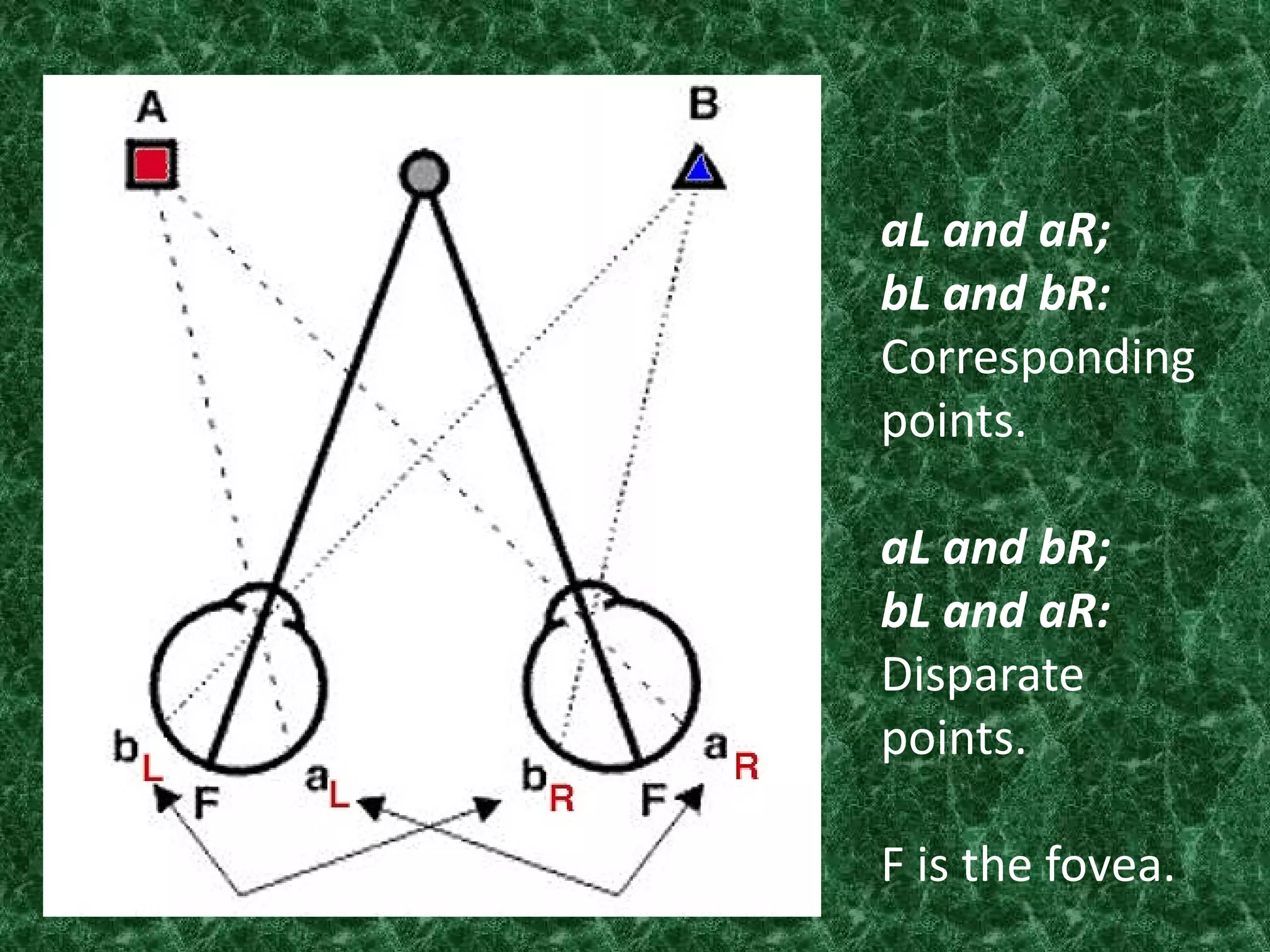 aL and aR;
bL and bR:
Corresponding
points.
aL and bR;
bL and aR:
Disparate
points.
F is the fovea.

 