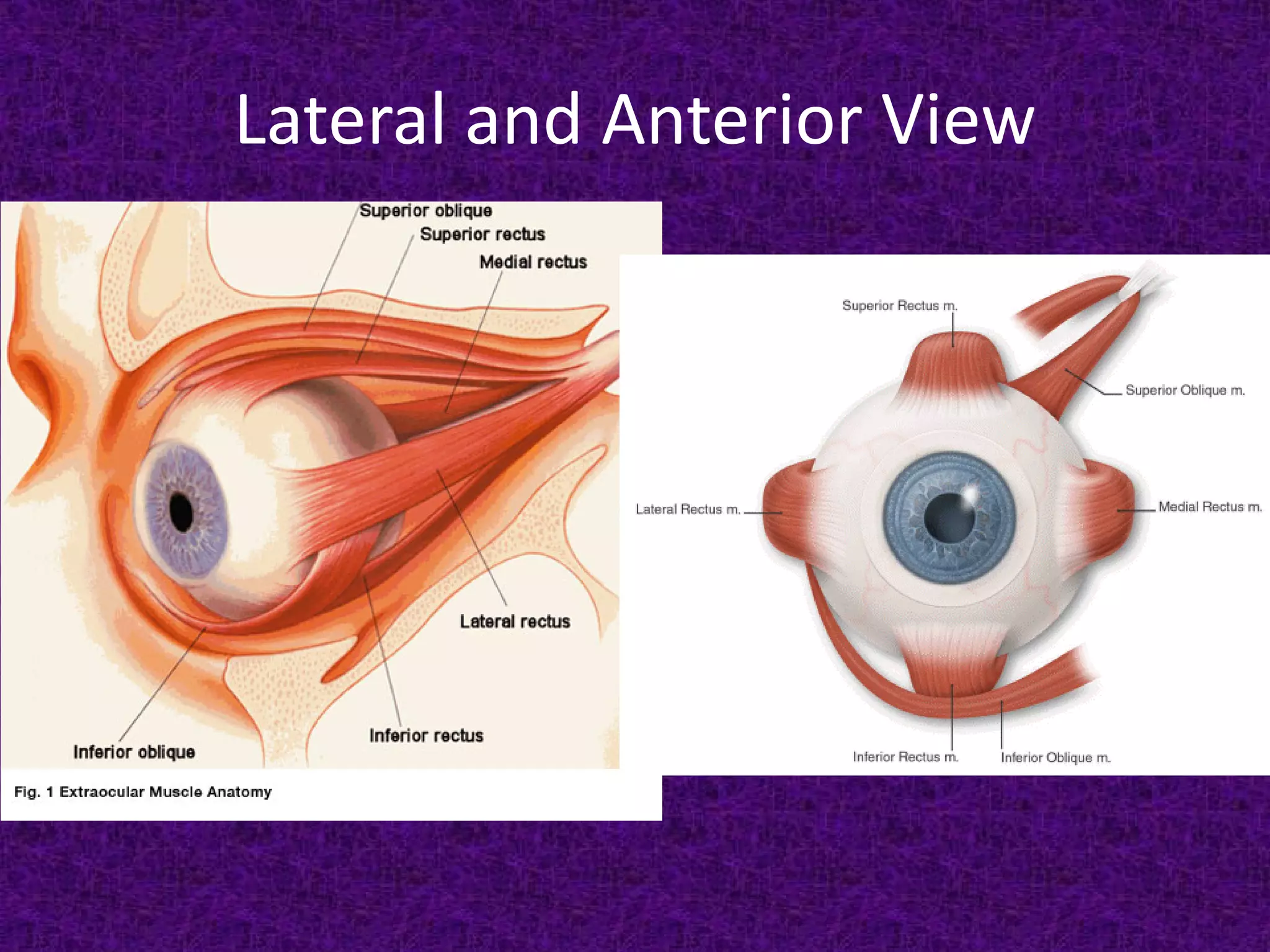 Lateral and Anterior View

 