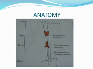 ANATOMY
 
