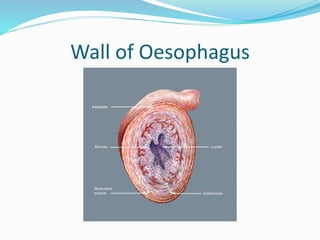 Wall of Oesophagus
 