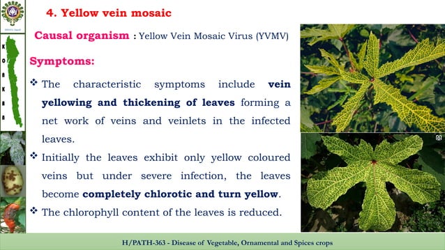 Diseases of okra, cause, etiology, management | PPTX