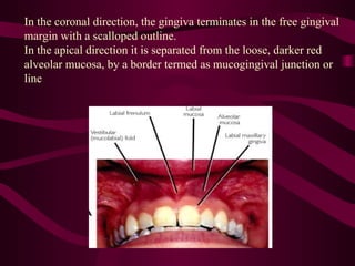 Apical Direction Comprehensive Overview of Periodontal Diseases and Healthy Periodontium ...
