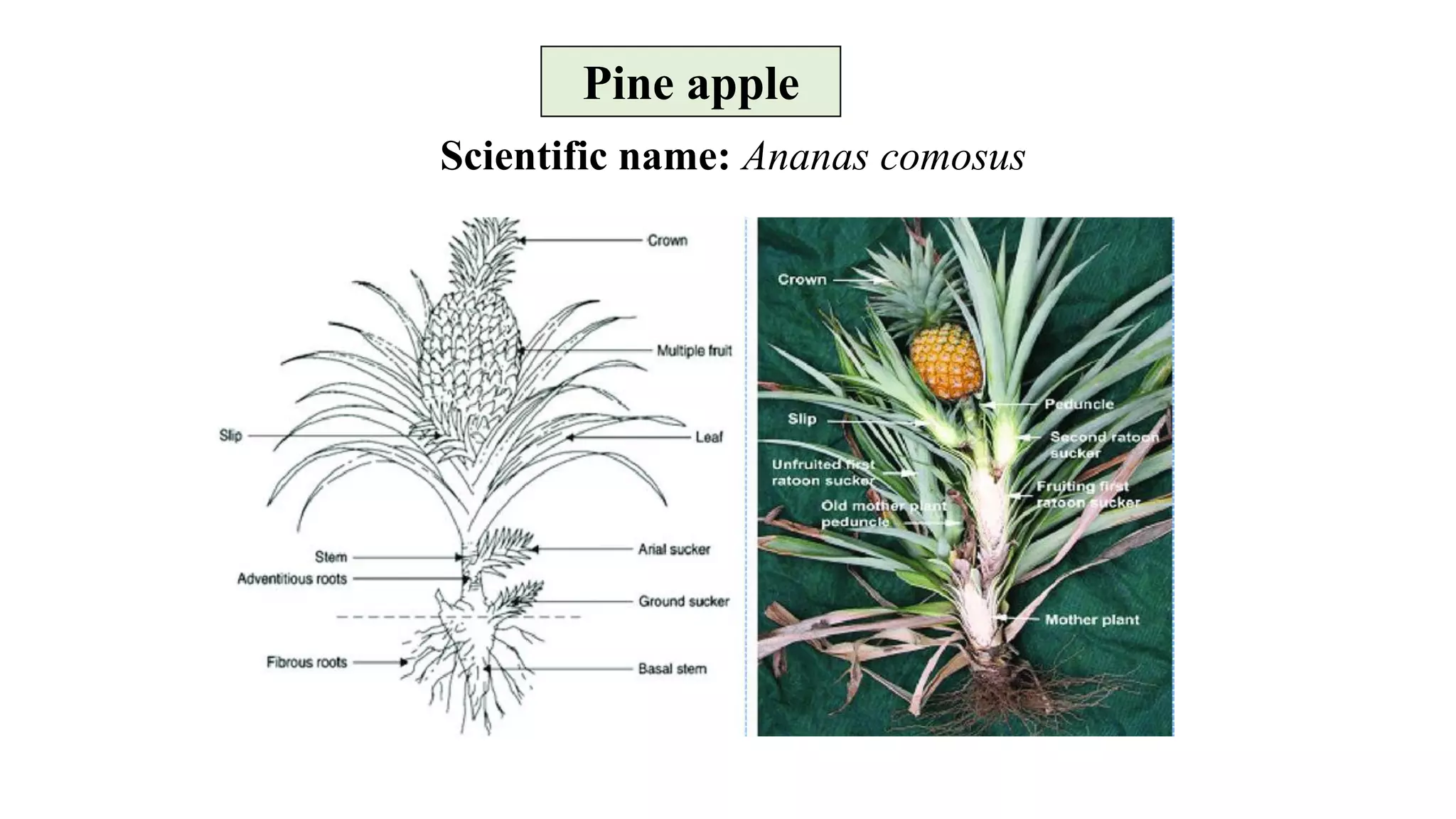 Diseases Of Pineapple Pdf