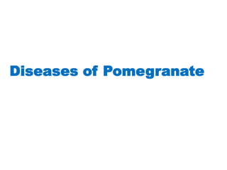 Diseases of Pomegranate
 