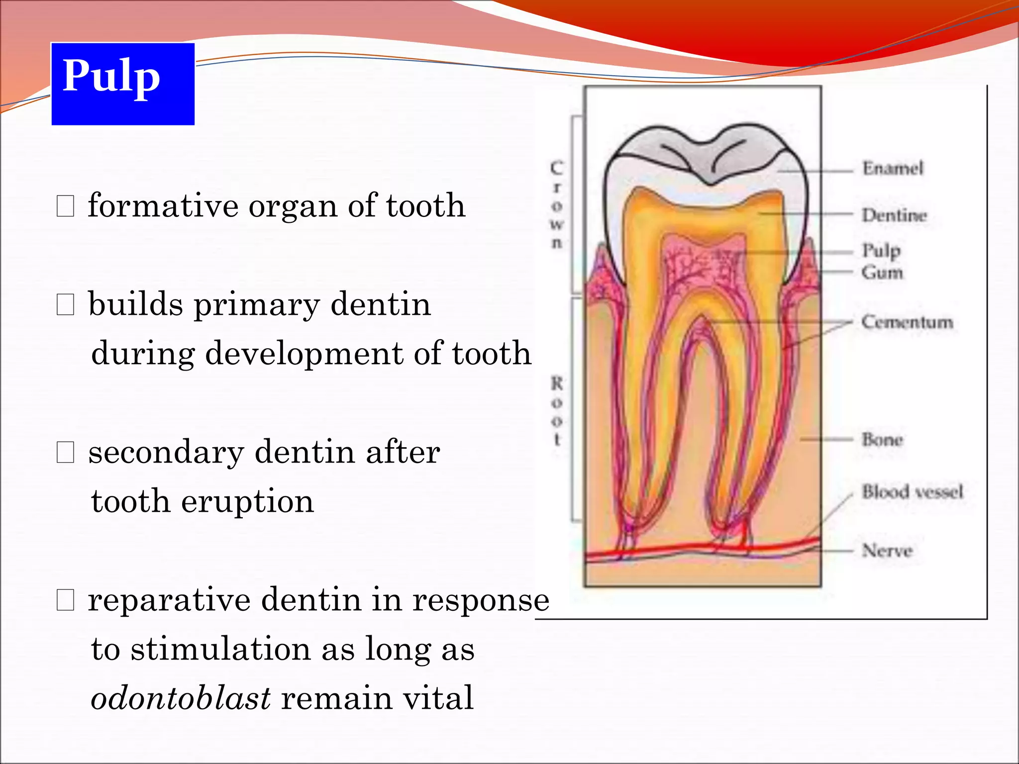 Development Of Pulp Diseases of pulp | PPTX