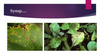 Diseases of radish | PDF