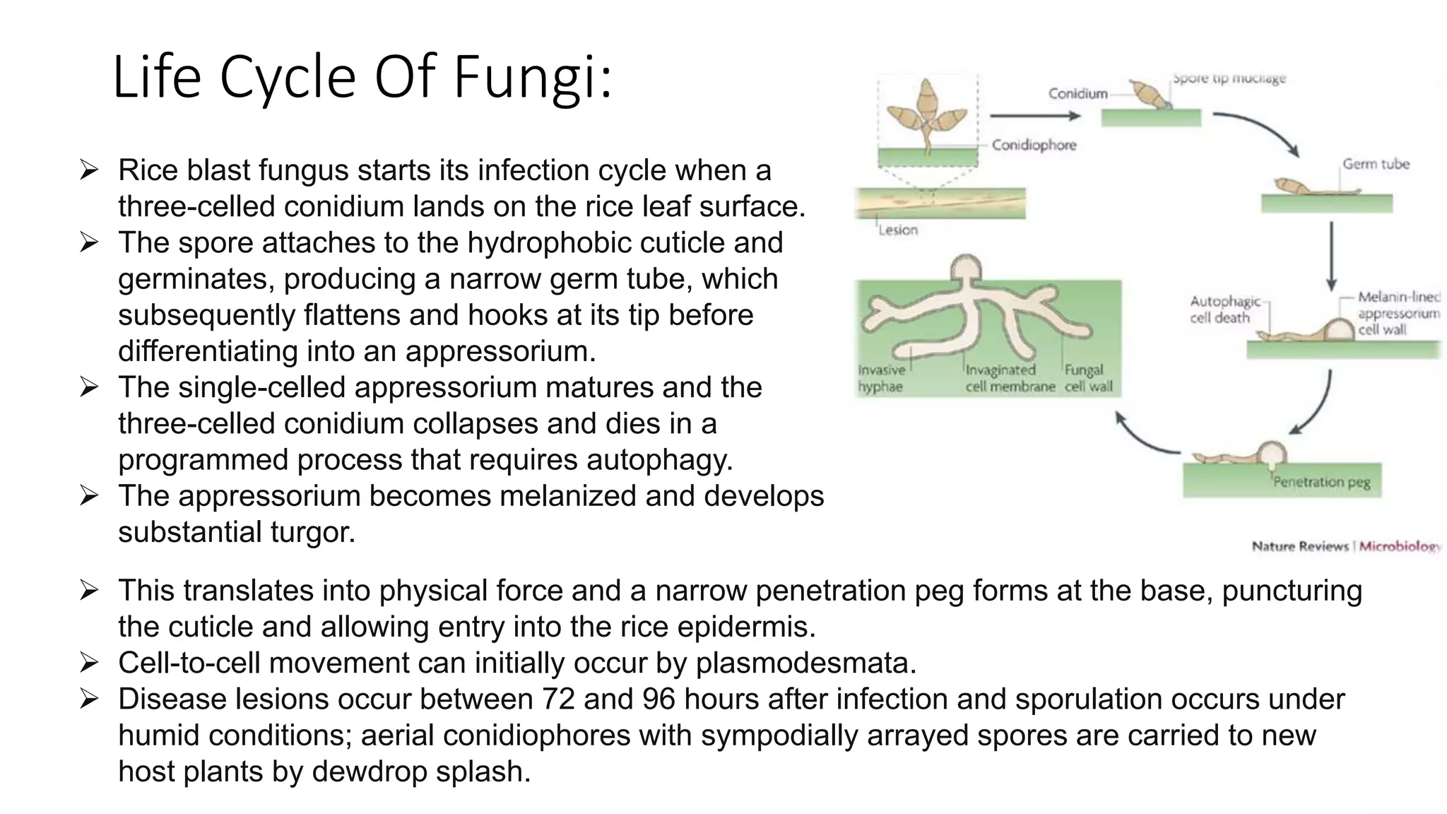 Diseases of rice | PPTX