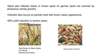 Diseases of rice | PPTX
