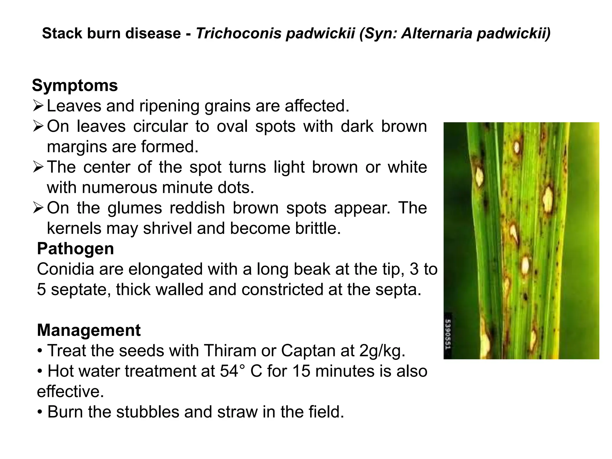 Diseases of rice.ppt kill bill ingionggffdd | PPT