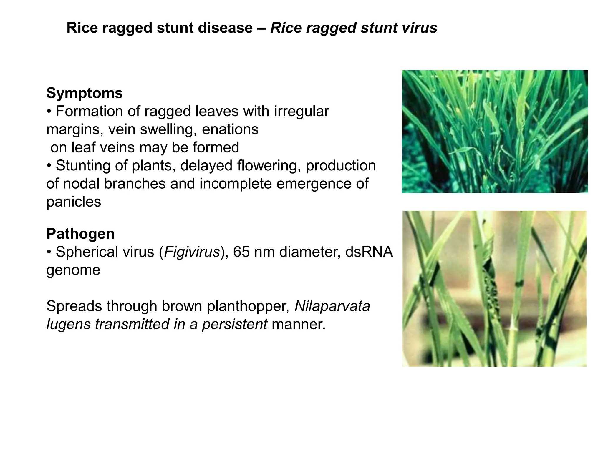 Diseases of rice.ppt kill bill ingionggffdd | PPT