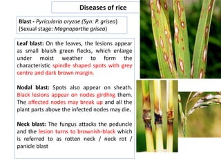 Spindel Rice Diseases of rice.ppt kill bill ingionggffdd | PPT